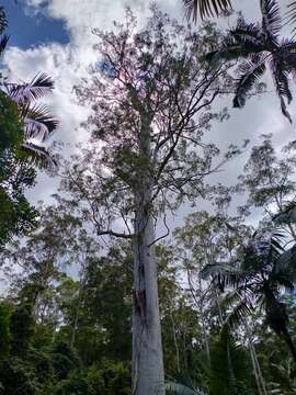 Image of grand eucalyptus