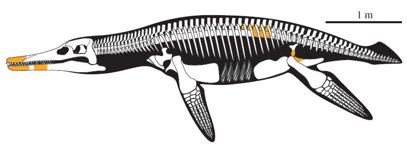 Image of Pliosauroidea