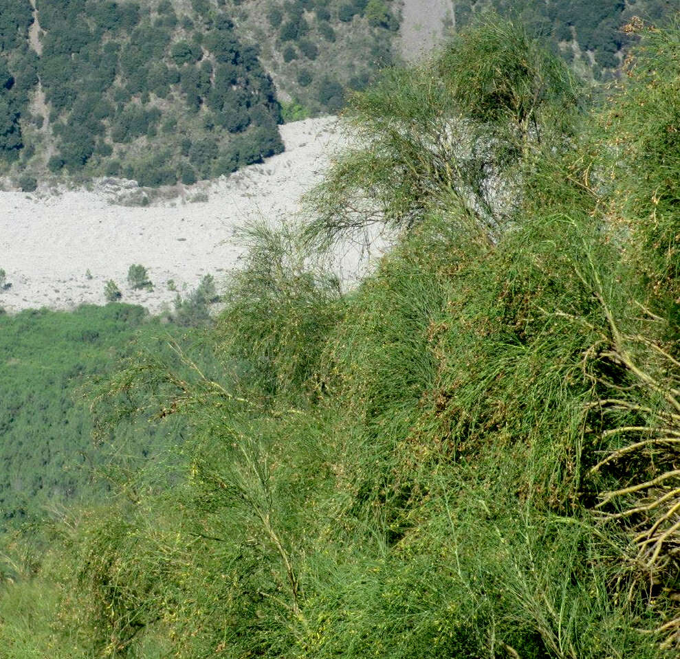 Image of Mt. Etna broom