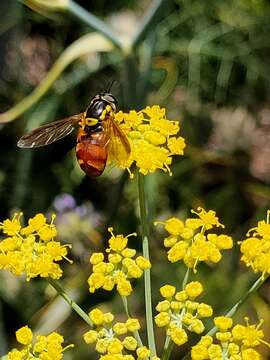 Chrysotoxum triarcuatum Macquart 1839 resmi