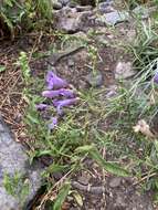 Слика од Penstemon sepalulus A. Nels.