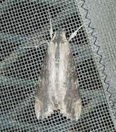 Image of Cramer's Sphinx Moth