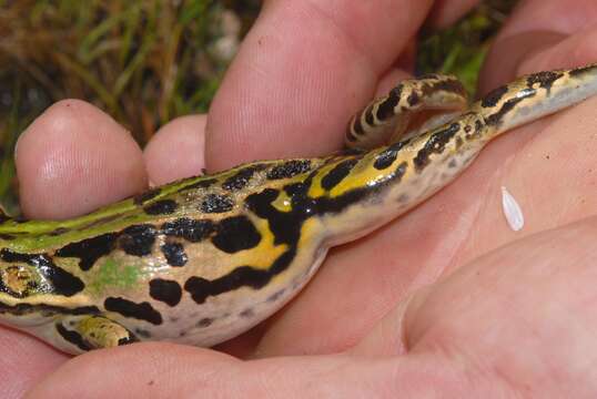 Image of Italian Pool Frog