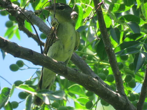 Image of White-winged Becard