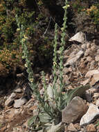 Imagem de Verbascum rotundifolium subsp. haenseleri (Boiss.) Murb.