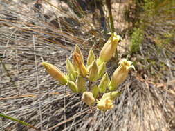 Image of Tylecodon ventricosus (Burm. fil.) H. Tölken