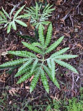 Image of fern-leaf Catalina ironwood