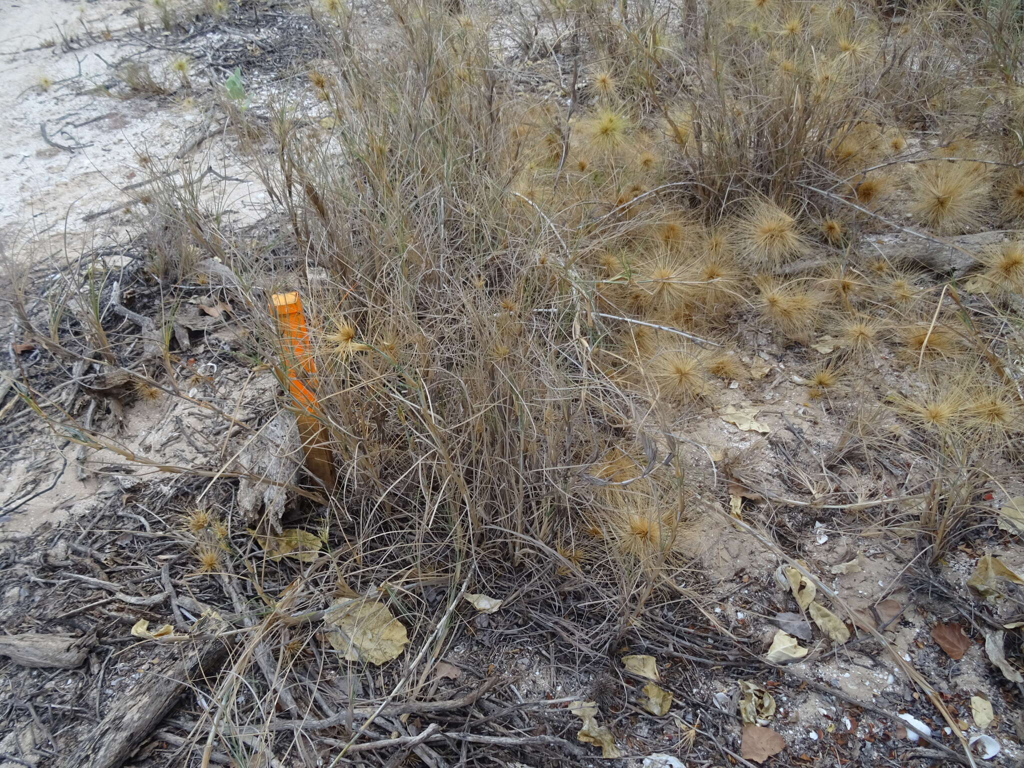 Imagem de Spinifex longifolius R. Br.