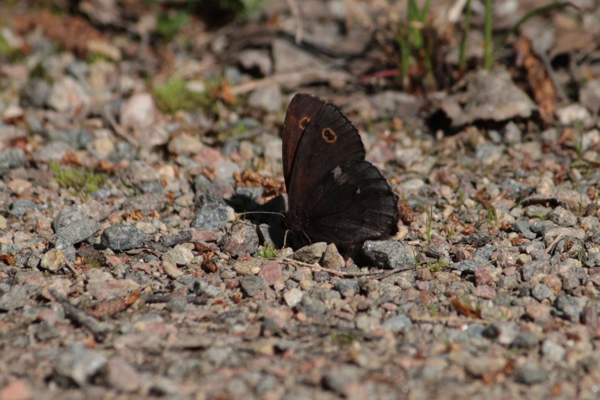 Image of Lapland Ringlet