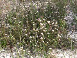 Image of Metalasia capitata (Lam.) Less.