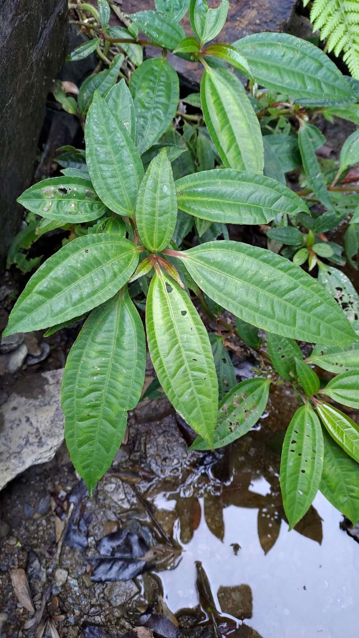 Sivun Pilea rotundinucula Hayata kuva