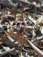 Image of Winter spider orchid