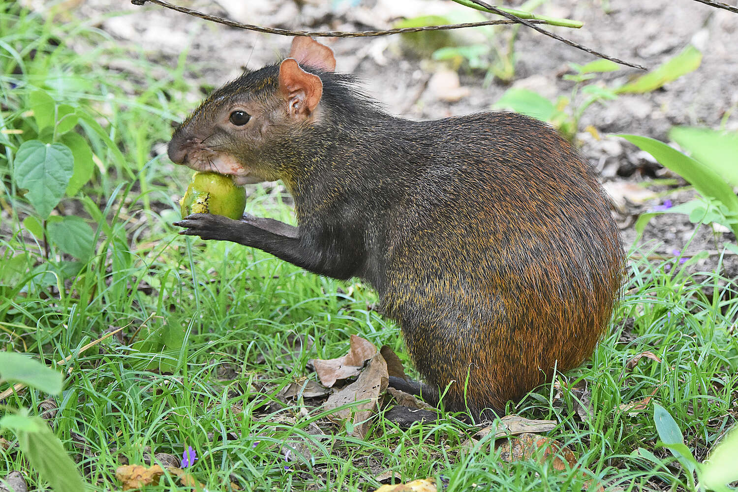 Image of Brazilian Agouti