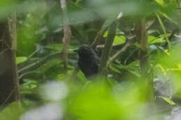 Image of Fulvous Antshrike