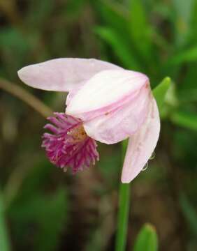 Image of snakemouth orchid