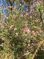 Image of Erica australis subsp. aragonensis