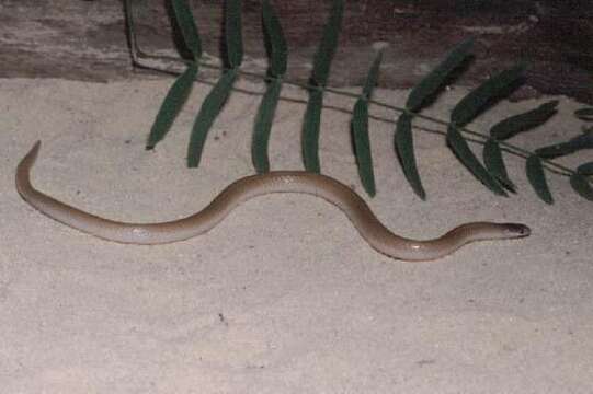 Image of Mexican Blackhead Snake