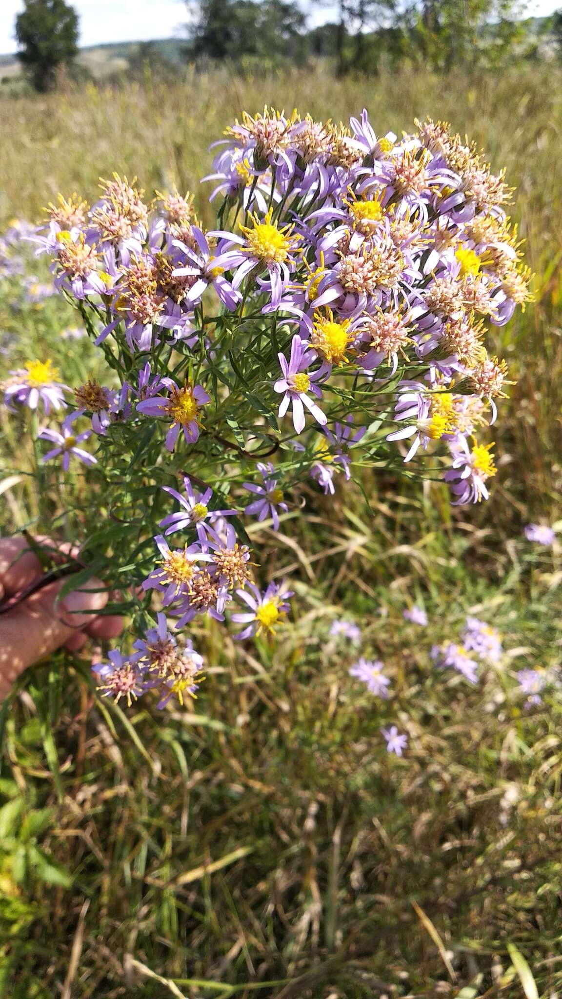 Image of Rhone Aster