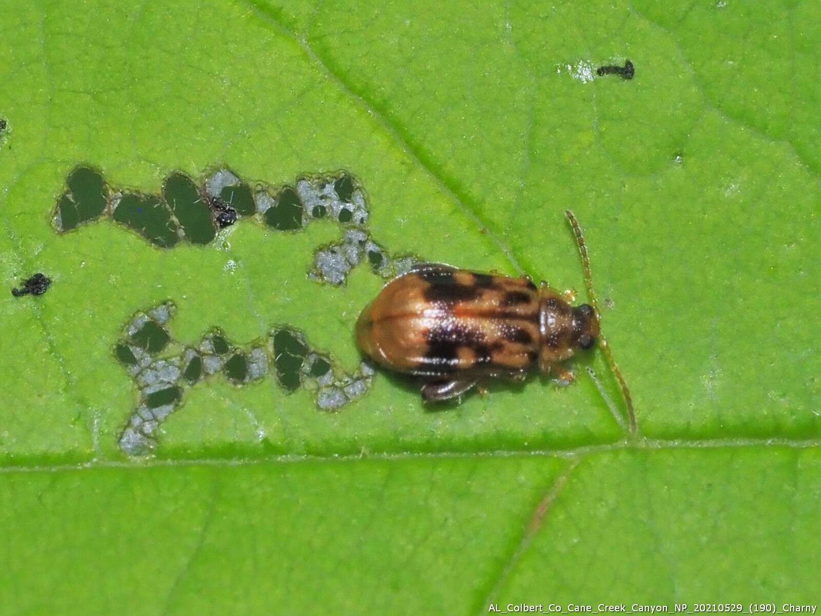 Image of Capraita sexmaculata (Illiger 1807)