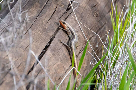 Image of Common Western Skink