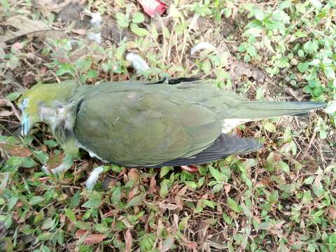 Image of Wedge-tailed Pigeon