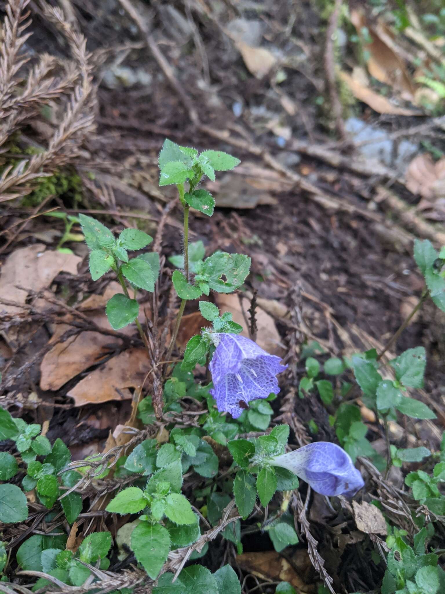 Strobilanthes rankanensis Hayata resmi