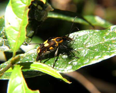 Image of Anthribola quinquemaculata (Waterhouse 1875)