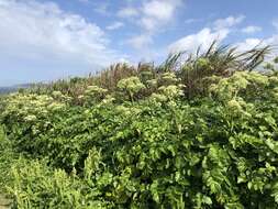 Image of Angelica hirsutiflora Liu, C. Y. Chao & Chuang