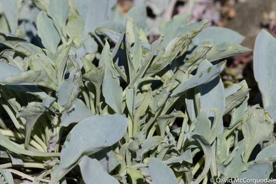 Mertensia maritima (L.) S. F. Gray resmi