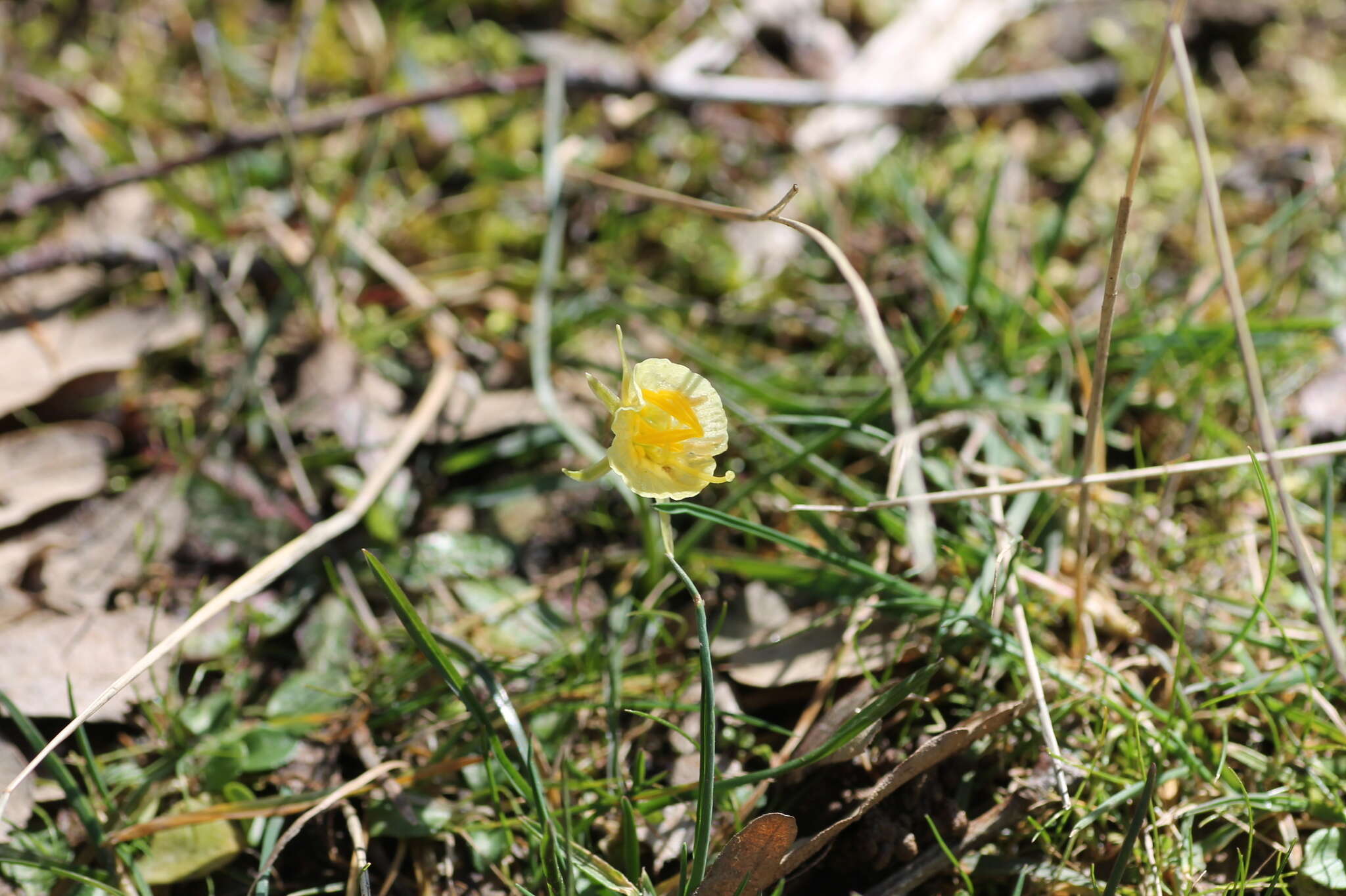 Narcissus bulbocodium subsp. bulbocodium的圖片