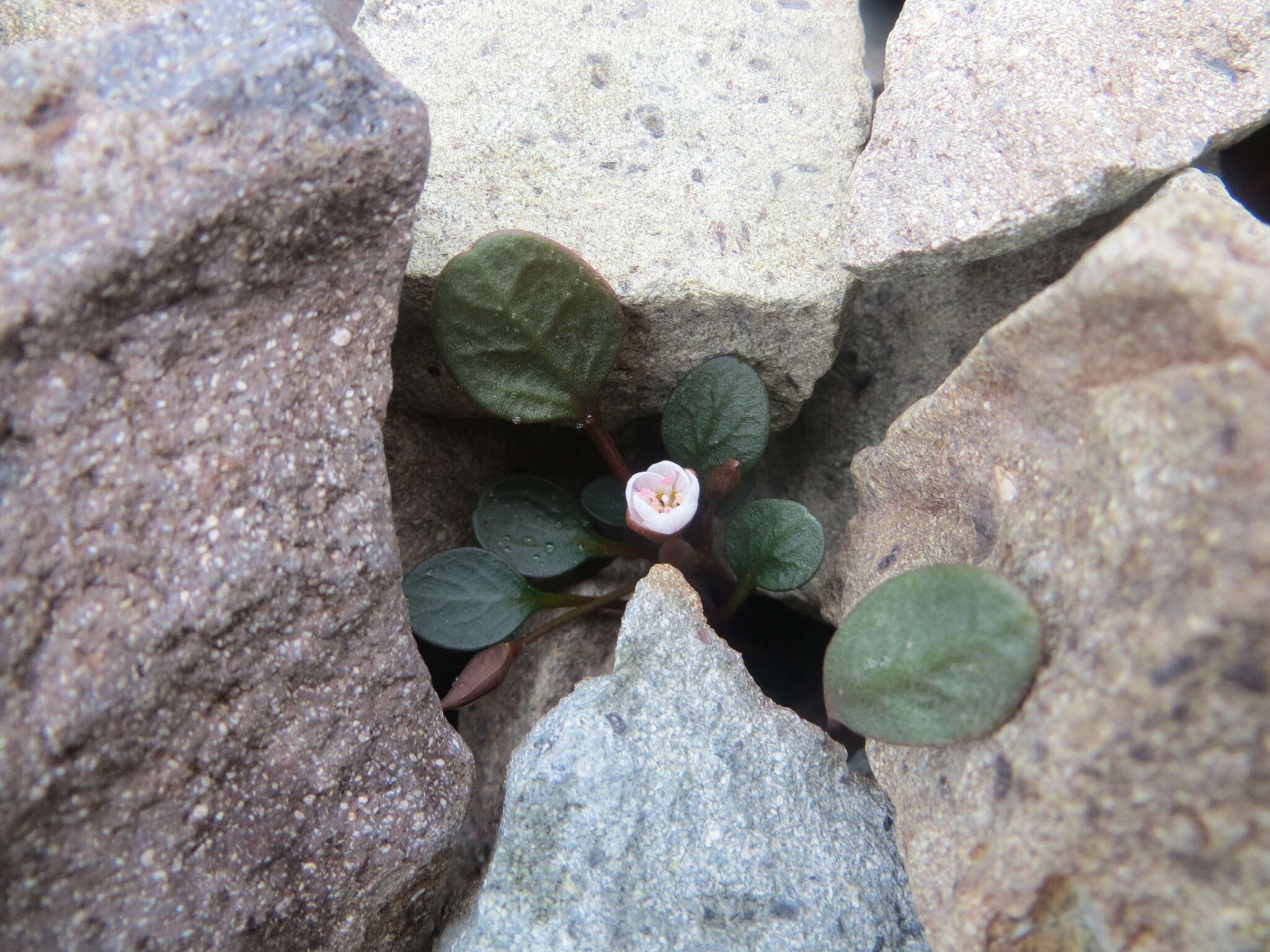 Claytonia umbellata S. Wats. resmi