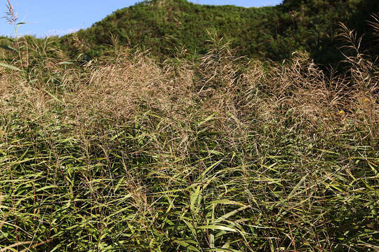 Image of Phragmites japonicus Steud.