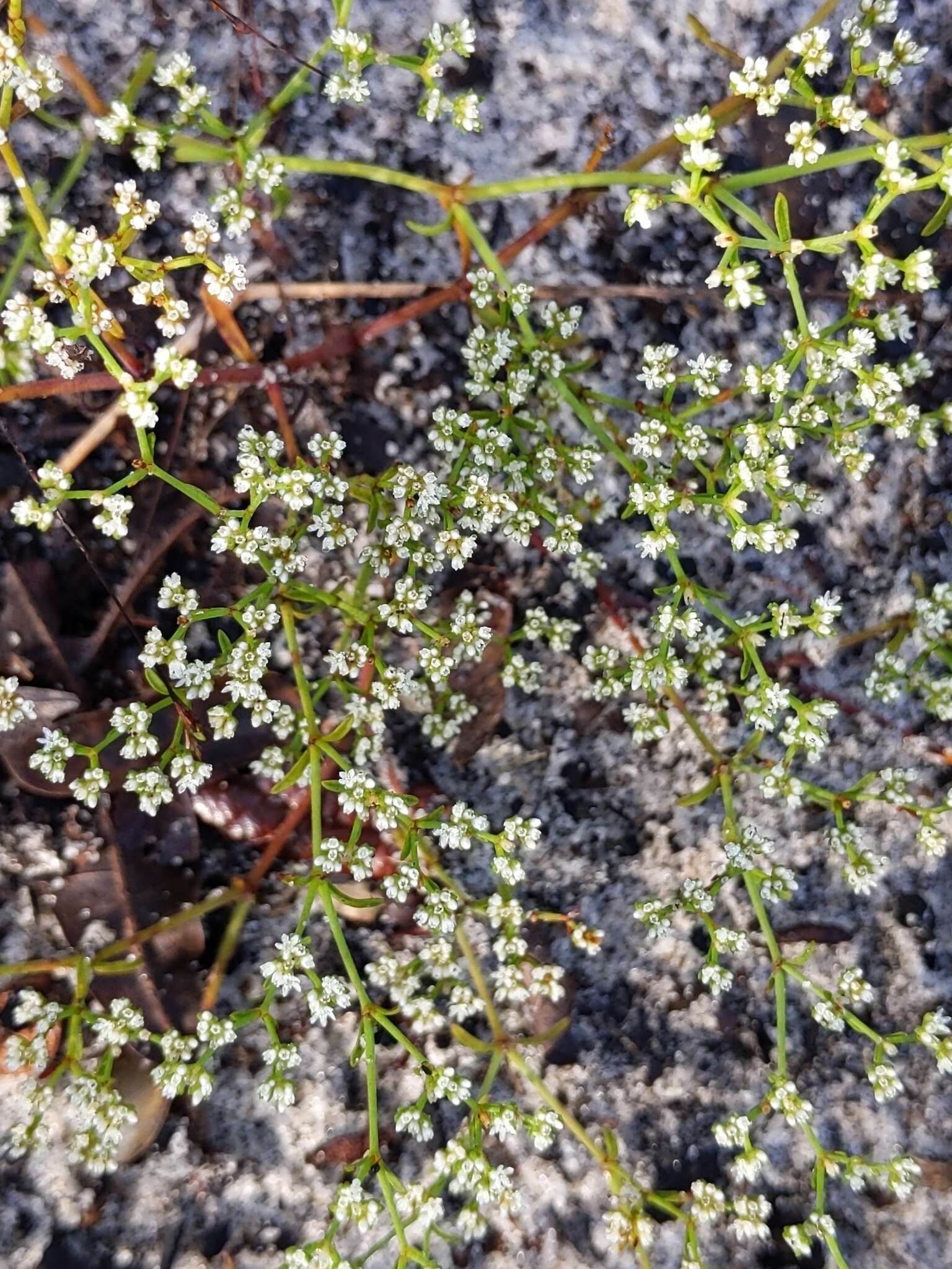 Image of American nailwort