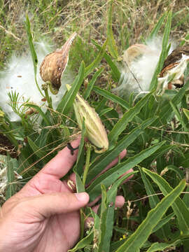 Image of spider milkweed