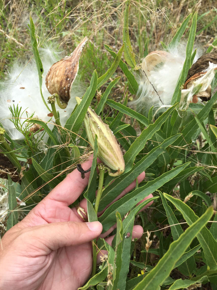 Image of spider milkweed