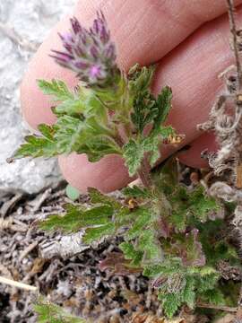 Image de Glandularia tumidula (L. M. Perry) Umber