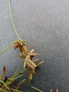 Image of Uniola-Like Flat Sedge