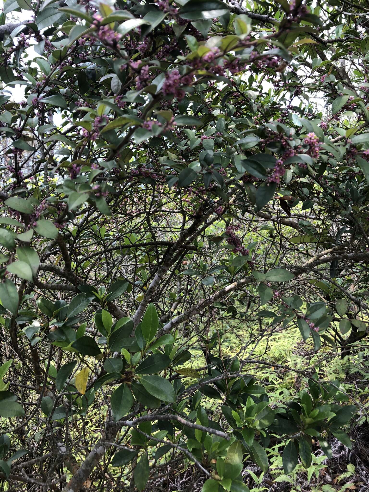 Imagem de Ilex pubescens Hook. & Arn.