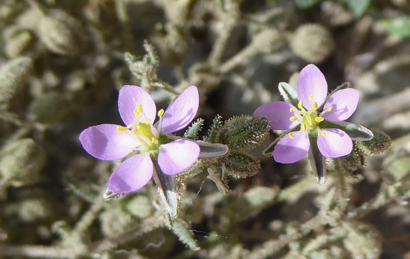 Plancia ëd Spergularia rubra (L.) J. Presl & C. Presl