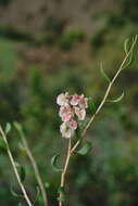 Image of Atraphaxis daghestanica (O. Lovelius) O. Lovelius