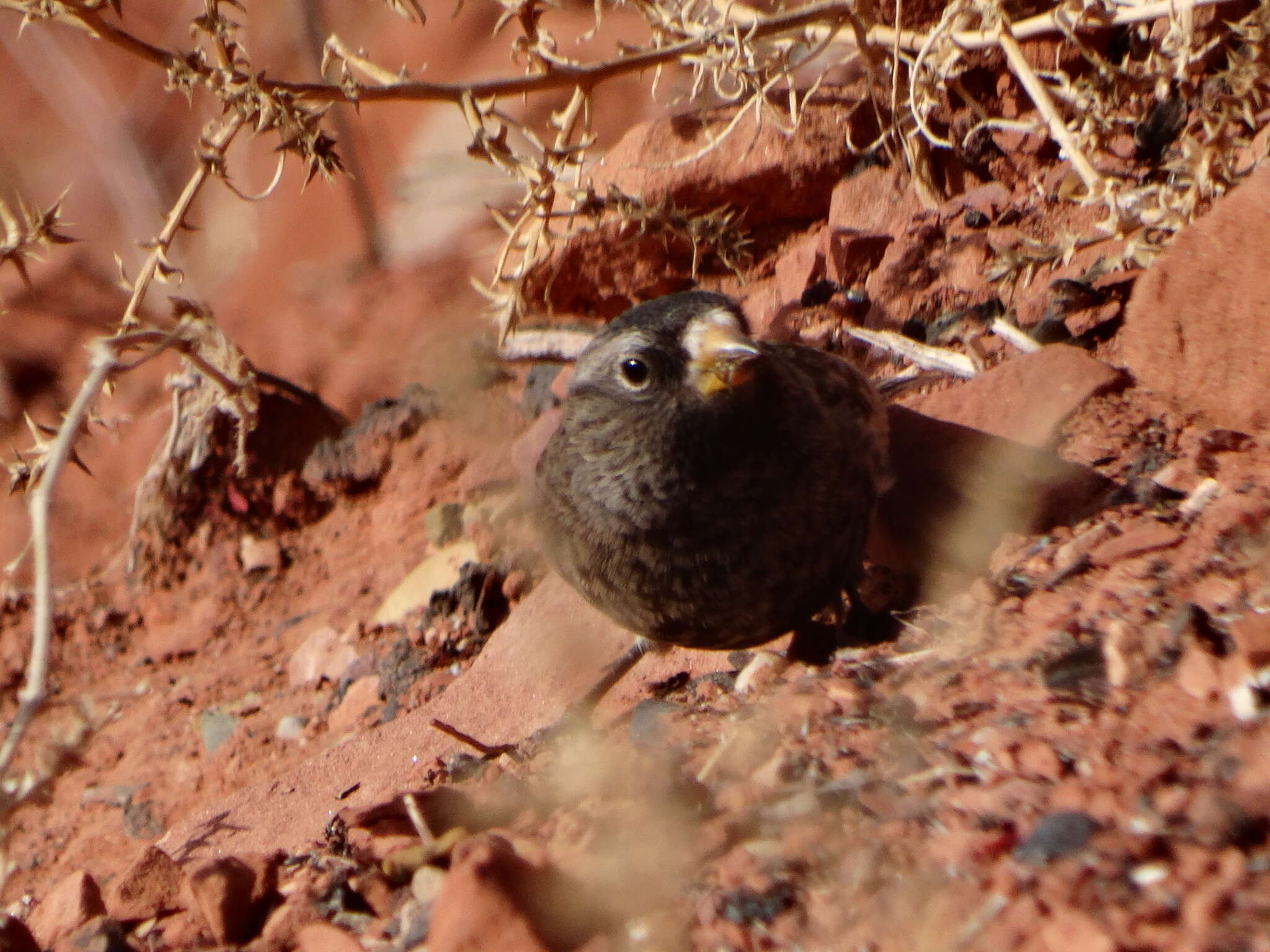 Image of Black Rosy Finch