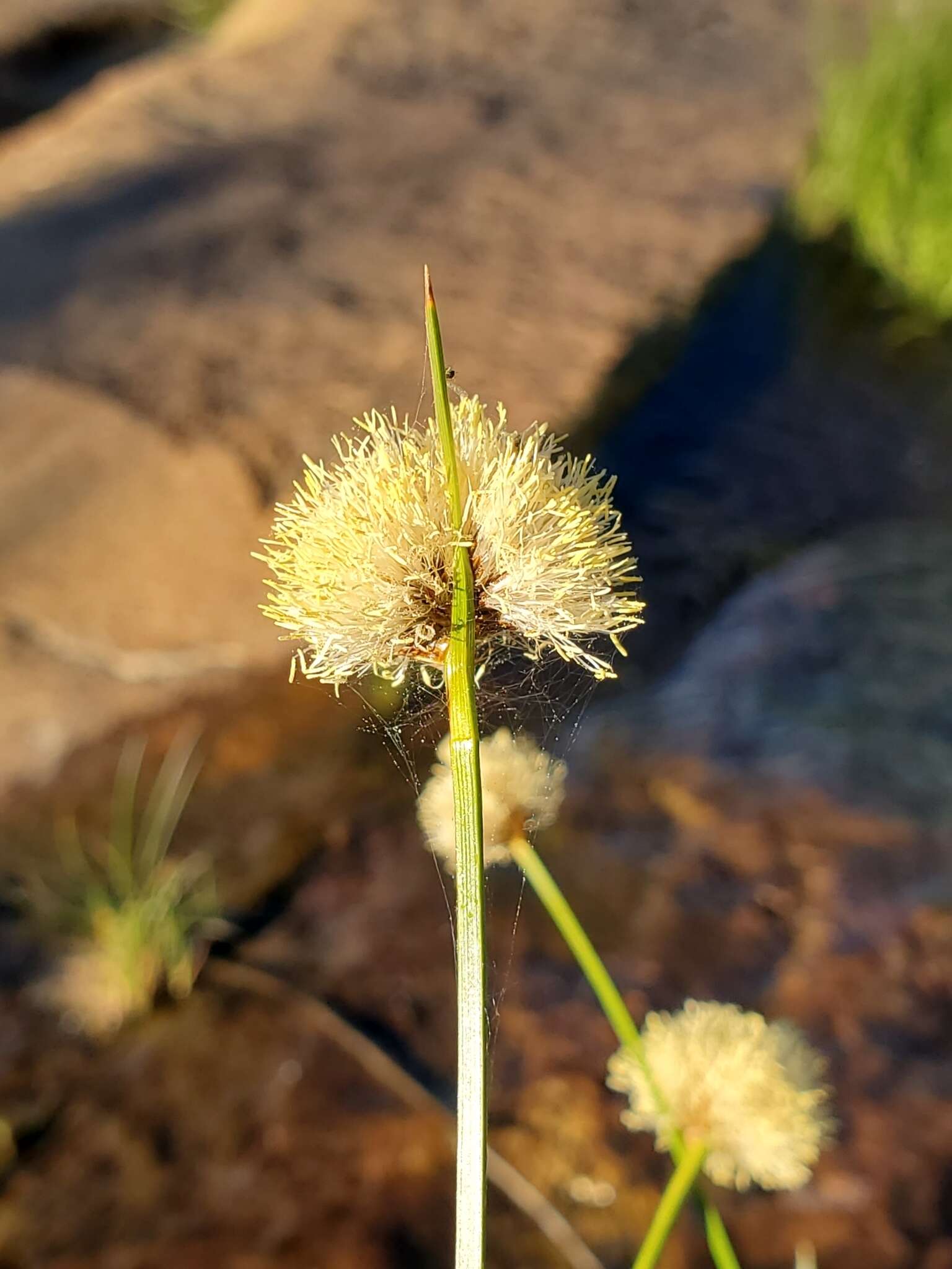 Plancia ëd Calliscirpus brachythrix C. N. Gilmour, J. R. Starr & Naczi