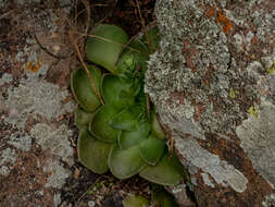 Image of Rosularia glabra (Regel & C. Winkl.) Berger