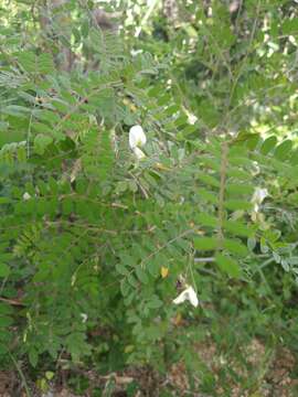 Image of Puerto Rico prairie clover