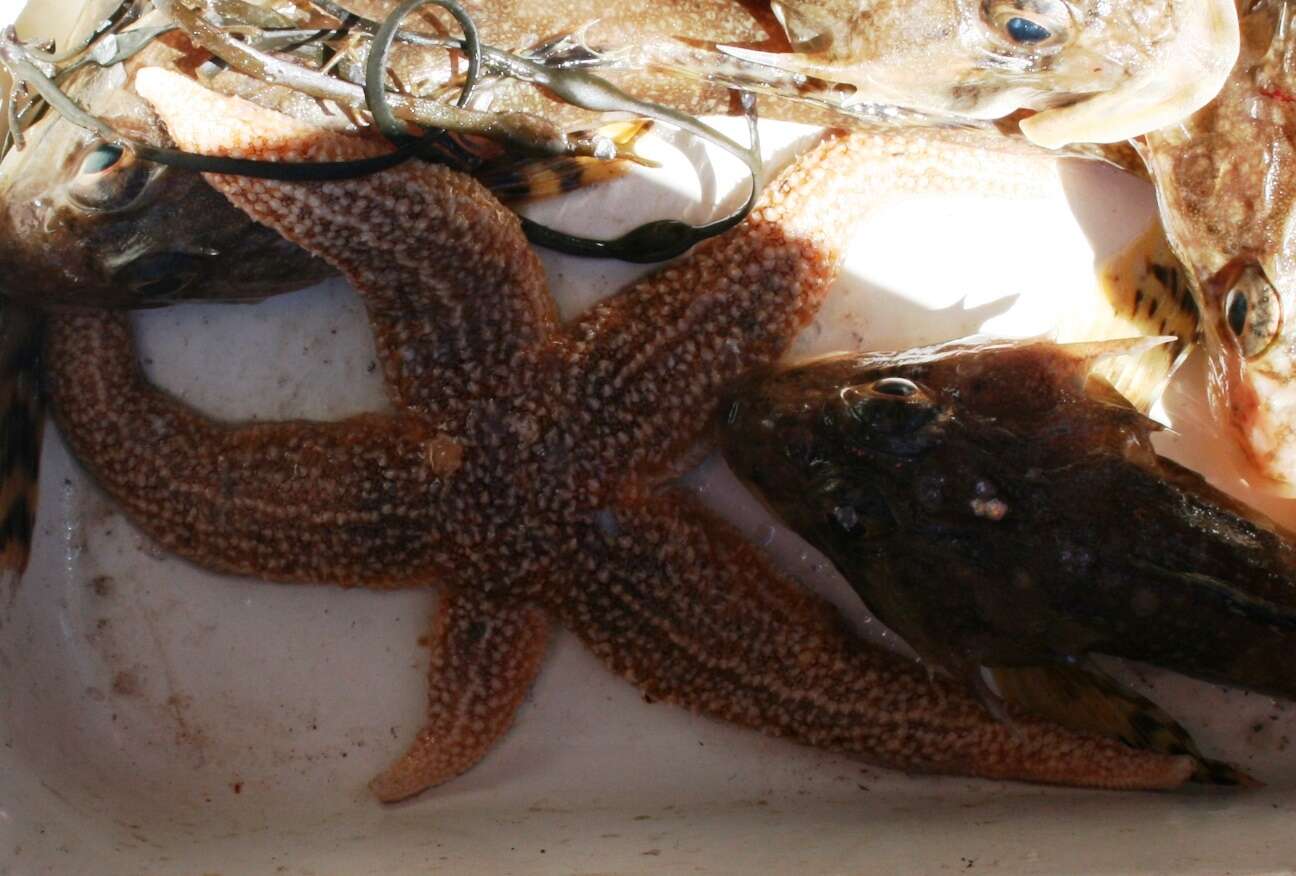 Image of Common sea star