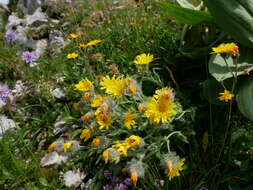 Image of woolly hawkweed