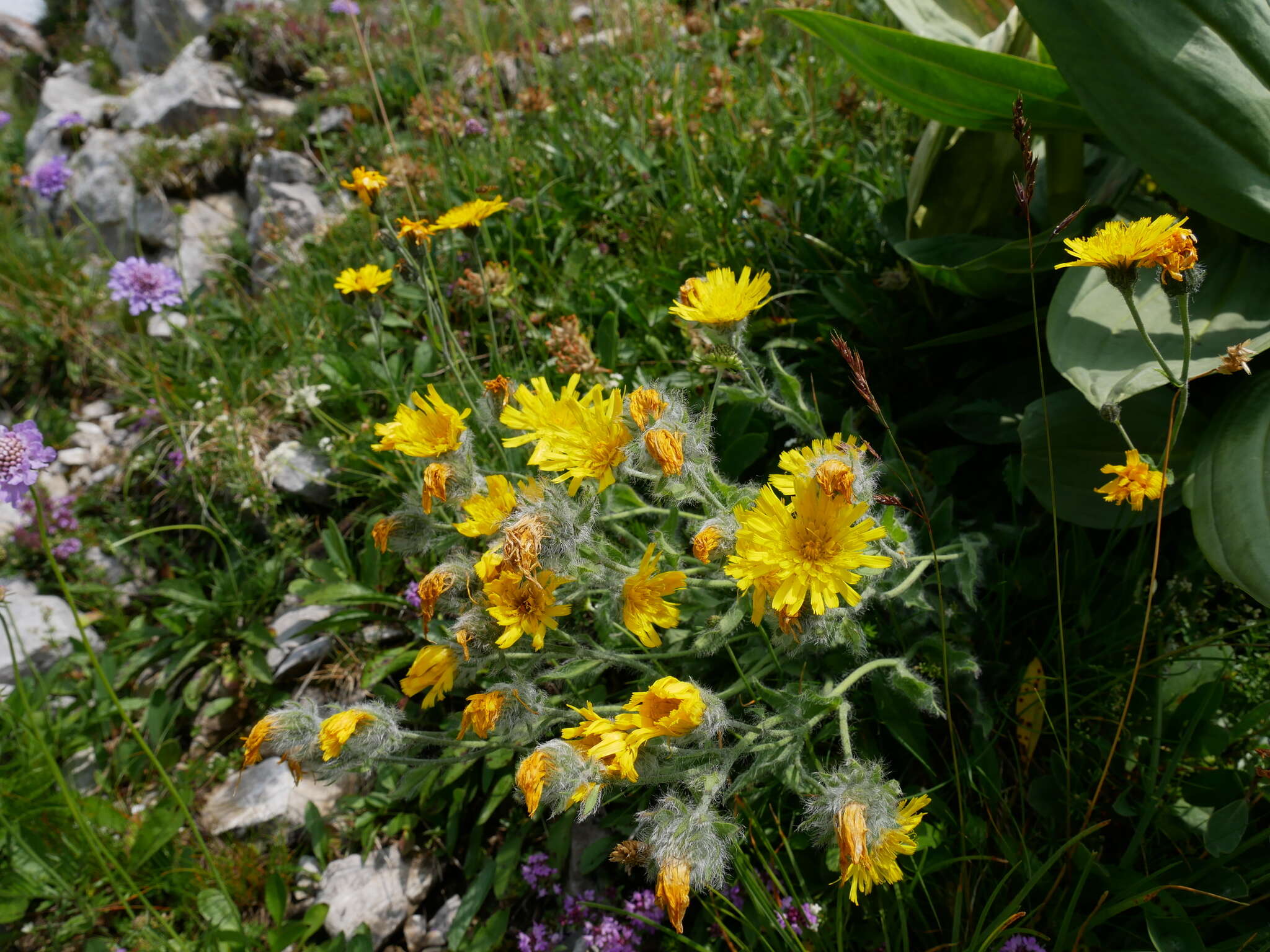 Image of woolly hawkweed