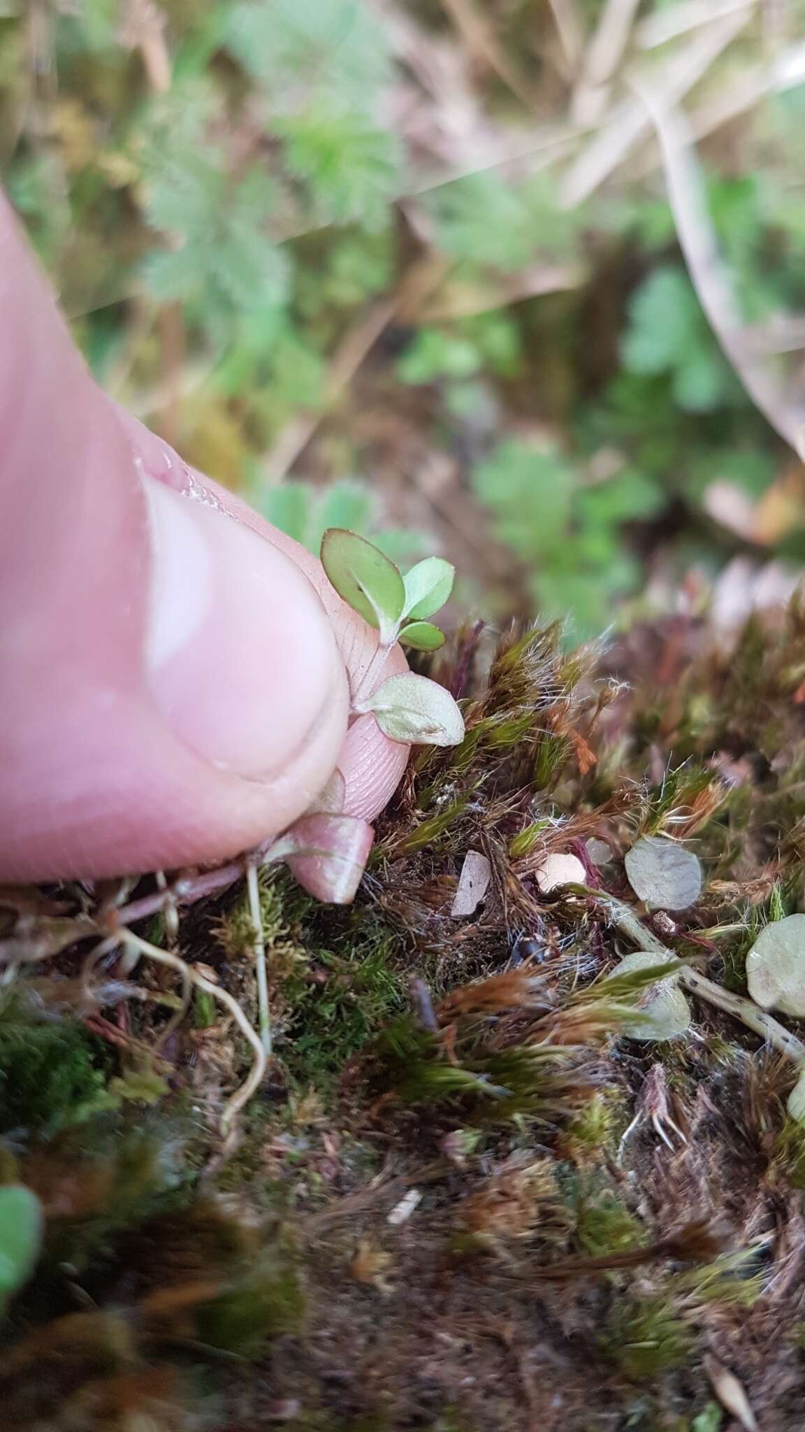 Image of Epilobium alsinoides subsp. alsinoides