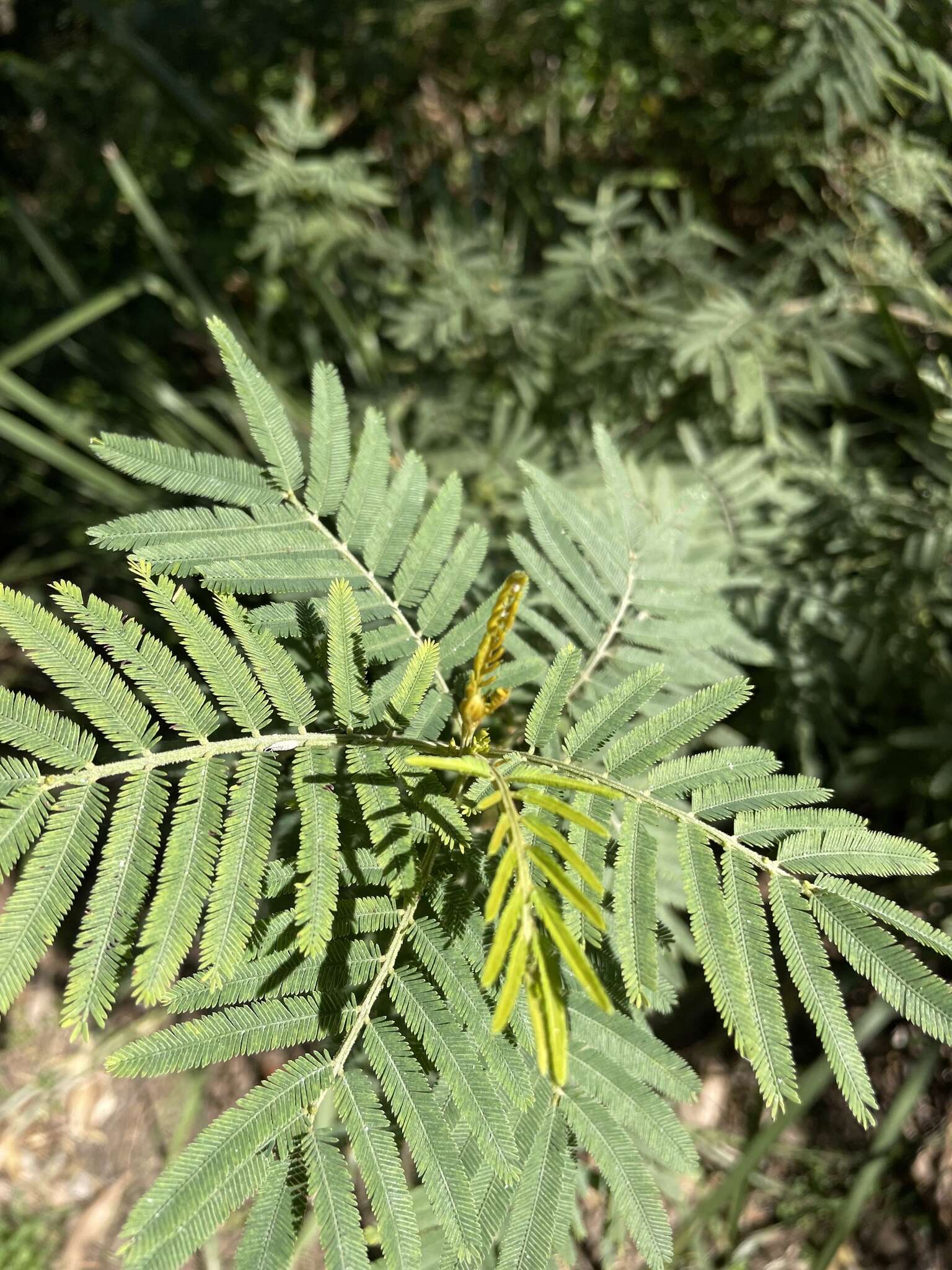 Acacia irrorata Sieber ex Spreng. resmi