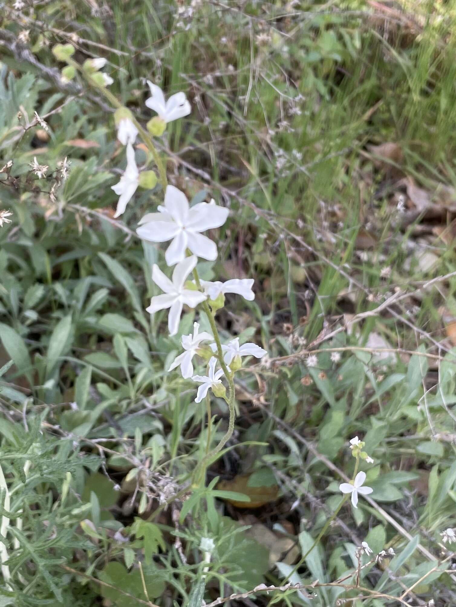 Image of Bolander's woodland-star